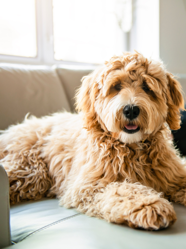 Dog-friendly floors in Maryland